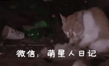 流浪猫咪多次想唤醒死亡的同伴,面对救助人员誓死保卫,让人落泪