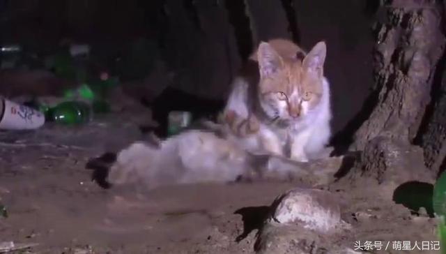 流浪猫咪多次想唤醒死亡的同伴,面对救助人员誓死保卫,让人落泪