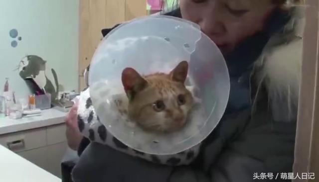 流浪猫咪多次想唤醒死亡的同伴,面对救助人员誓死保卫,让人落泪