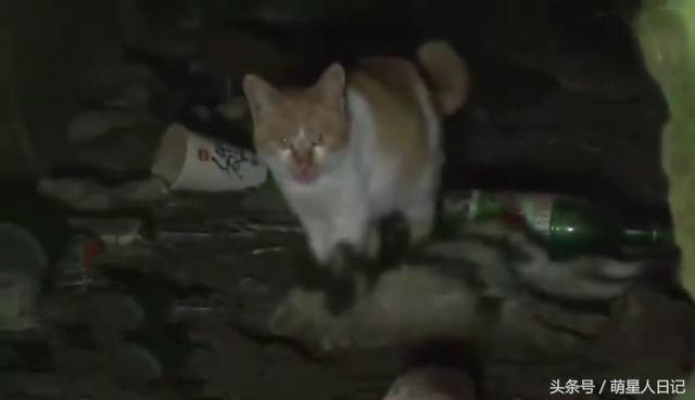 流浪猫咪多次想唤醒死亡的同伴,面对救助人员誓死保卫,让人落泪