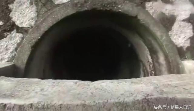 流浪猫咪多次想唤醒死亡的同伴,面对救助人员誓死保卫,让人落泪