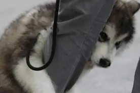 我家养的是母狗，怎么也喜欢抱人大腿摩擦摩擦？好尴尬视频封面