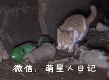 流浪猫咪多次想唤醒死亡的同伴,面对救助人员誓死保卫,让人落泪