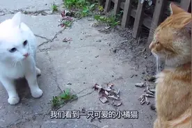 小白猫被大橘猫看得不好意思了，竟直接伸爪子打人家，真是过分啊
