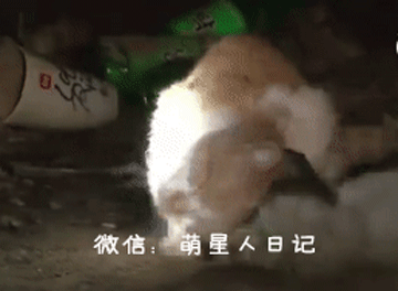 流浪猫咪多次想唤醒死亡的同伴,面对救助人员誓死保卫,让人落泪