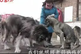 想免费领养小猫小狗看过来！邯郸这个大妈坚持多年救助流浪小动物视频封面