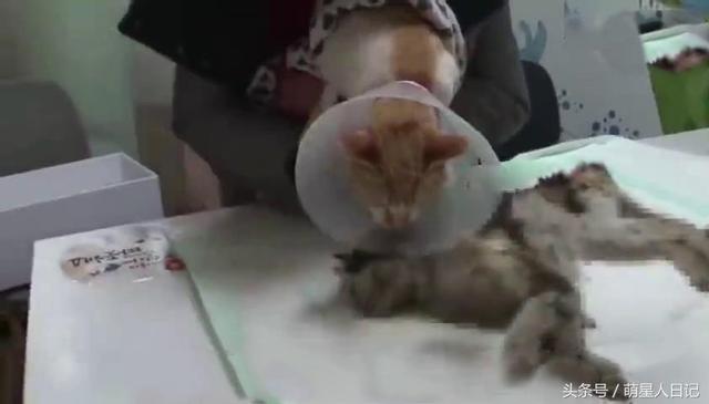 流浪猫咪多次想唤醒死亡的同伴,面对救助人员誓死保卫,让人落泪