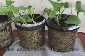 为什么家里不让养绿萝？不知道太可惜了，快告诉身边人视频封面