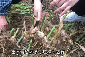 农村姑娘是这样储存生姜放1年都不会坏，方法简单又实用视频封面