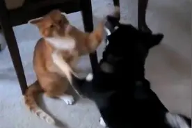 大胆柴犬挑战喵星人视频封面