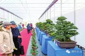 沪上精品盆景汇集六灶花卉市场图片