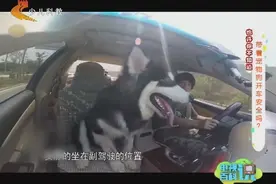 开车能够带宠物狗出行吗？带宠物狗乘车出行要注意什么