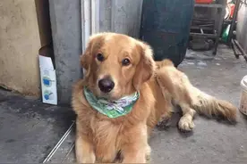 寻爱犬金宝回家！图片