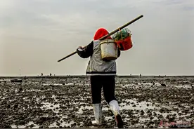 红岛海蛎子迎来丰收季 市民全副武装来赶海图片