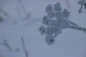 高达2米雪墙！日本遇今年冬天最强冷空气图片