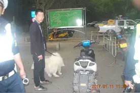宠物狗竟然会开车，是无证主人教的吗？图片