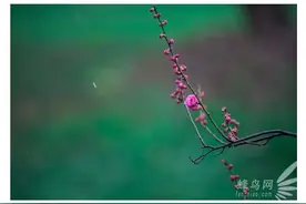 摄影美学开篇：“美”是源自生命的体验和感受图片