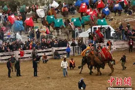 土耳其古城上演骆驼摔跤赛 画风独特图片