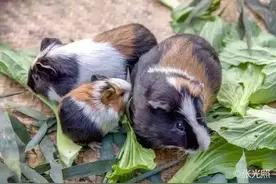 金寨“竹鼠”原来是洋种图片