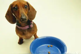 狗狗出游晕车 症状表现与缓解图片