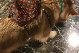 王思聪给爱犬买了只限量版LV包 网友看照：一万四一只图片