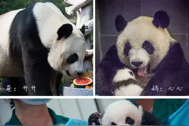 孖宝贺岁：打开澳门大熊猫家族相册图片