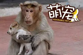 印度小猴收养流浪狗，做起全职麻麻图片