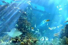 海洋酸化程度加重 日沿岸海水酸碱度发生变化图片