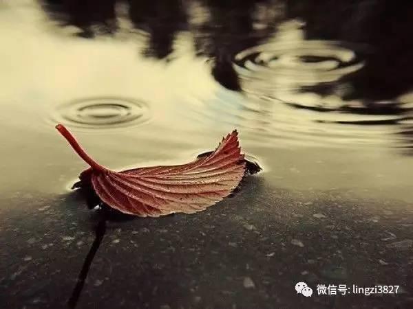 《情感攻略》「关于爱情，不得不知道的一些定理」