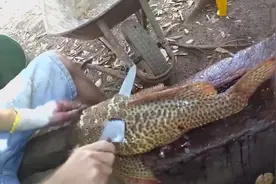 快速的宰杀一只清道夫鱼，这在当地可是美食！一起来看看吧-_超清