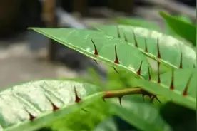 植物百科｜这些植物名字的由来，你知道吗？图片