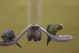 只有一瓶两勺的小玩意，放在家里可以吸引鸟儿来觅食！