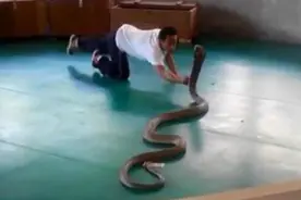 泰国玩蛇节目突失控 训练员失手后发生了惊悚意外！视频封面