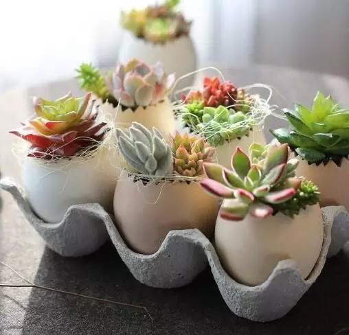 也是可以做迷你小花盆的哦还有就是自己亲手做出来的花盆,可以拿胶水