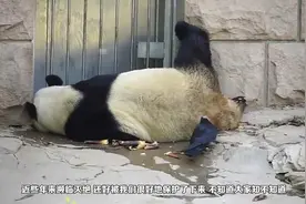 美国这种巨兽体重高达两吨，曾被杀了当肥料，如今却成为国宝视频封面