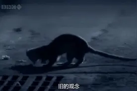 夜幕下的城市，黄鼠狼出没