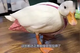 主人养只鸭子，帮它穿上“纸尿裤”，这模样真是把人笑到肚子疼！视频封面