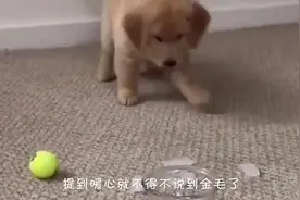 谁家孩子谁疼！小金毛犯错被主人骂，金毛爸爸实力“护犊子”
