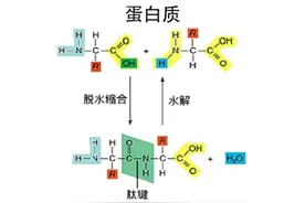 蛋白质从哪里来，有什么作用图片