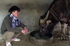 越南小伙子恋爱 去女友家干活切饲料视频封面