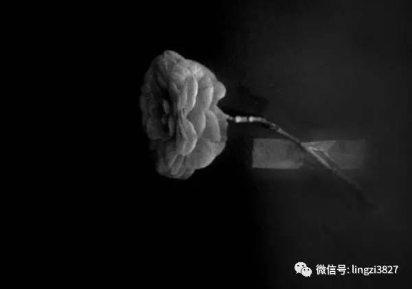 《情感攻略》「关于爱情，不得不知道的一些定理」