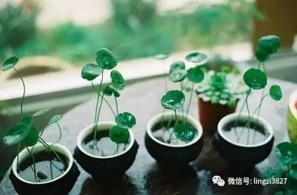 《情感攻略》「关于爱情，不得不知道的一些定理」