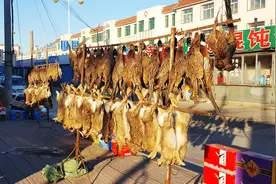 胆真大！剪掉翅膀栓上绳 吉林通榆县竟有人当街卖野生大雁图片