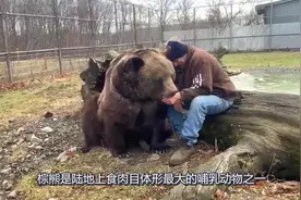饲养员离开十年之后回归，棕熊一眼认出了他，场面让人泪目！视频封面