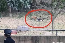 突发！浙江发生动物园老虎咬人事件：游客逗虎时被咬入虎园图片