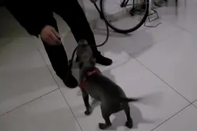 比特犬竟敢朝男主人张嘴呲牙，女士说去外边拴着去，比特老实了