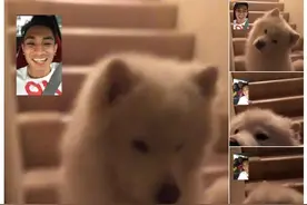 我认识的人越多 我就越喜欢狗图片