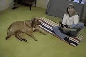 我家狗子才是瑜伽大师图片