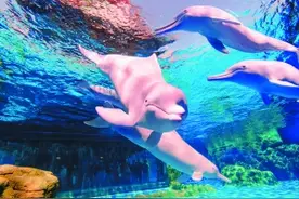 到珠海看“海洋大熊猫”中华白海豚图片