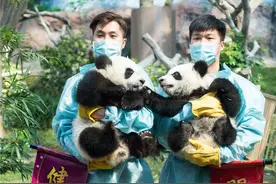 大熊猫双胞胎拜年 撒娇爬树打闹简直萌呆图片
